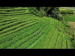 Cortasetos eléctrico